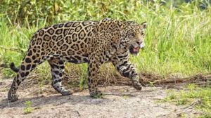 Chaco: piden calma y confirman la presencia de un yaguareté en Villa Río Bermejito