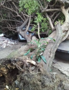 Ituzaingó: temporal dejó daños en viviendas en la localidad