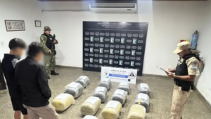 Corrientes: incautan más de 128 kilos de marihuana ocultos en un pinar