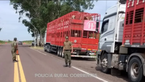 Detectaron más de 100 vacunos transportados con guías adulteradas en Corrientes