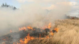 Incendio de pastizales frente al parque ex Hipódromo