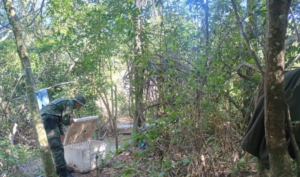 Detectaron y desmantelaron un campamento de cuatreros en zona rural de Ituzaingó