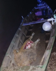 Insegurirdad rural: Cuatreros brasileños atacaron a tiros a Prefectura tras operativo en Corrientes