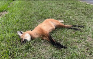 Atropellaron un aguará guazú sobre la Ruta 12 en Ituzaingó