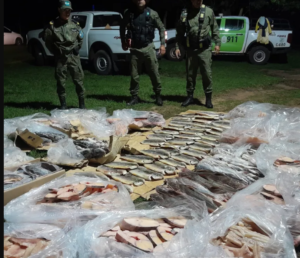Secuestraron más de 300 kilos de pescado ilegal en operativo