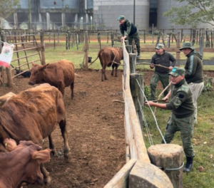 Denunció el robo de 150 vacas y terminó tras las rejas por abigeato