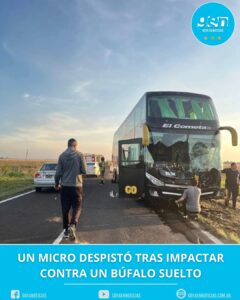UN MICRO DESPISTÓ TRAS IMPACTAR CONTRA UN BÚFALO SUELTO