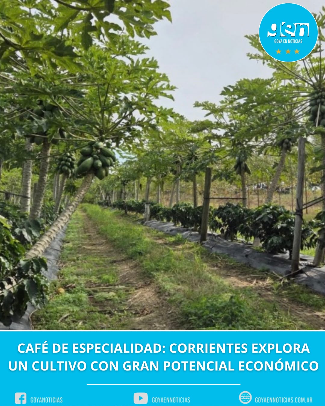CAFÉ DE ESPECIALIDAD: CORRIENTES EXPLORA UN CULTIVO CON GRAN POTENCIAL ECONÓMICO